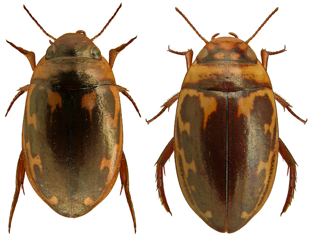 Platambus maculatus